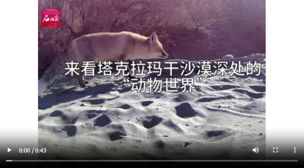 星富优配 来看塔克拉玛干沙漠深处的“动物世界”_大皖新闻 | 安徽网