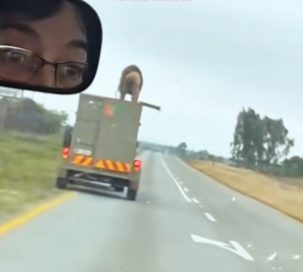 009配资 南非一公路惊现雄狮站立车顶，被麻醉的它为何能从2.5米高的车厢越狱？