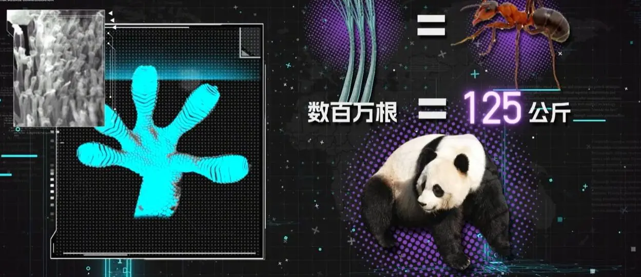 纪源优配 小壁虎提起大熊猫？科学家破解其脚底黑科技，爬墙机器人不再是梦